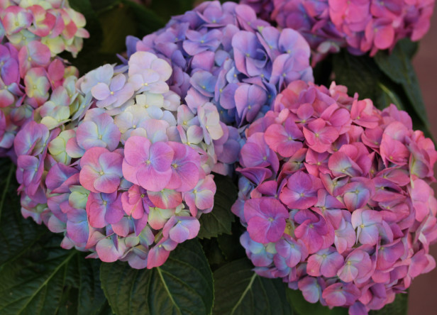 Hydrangea-Closeup Anniversary Flowers at The Wild Iris