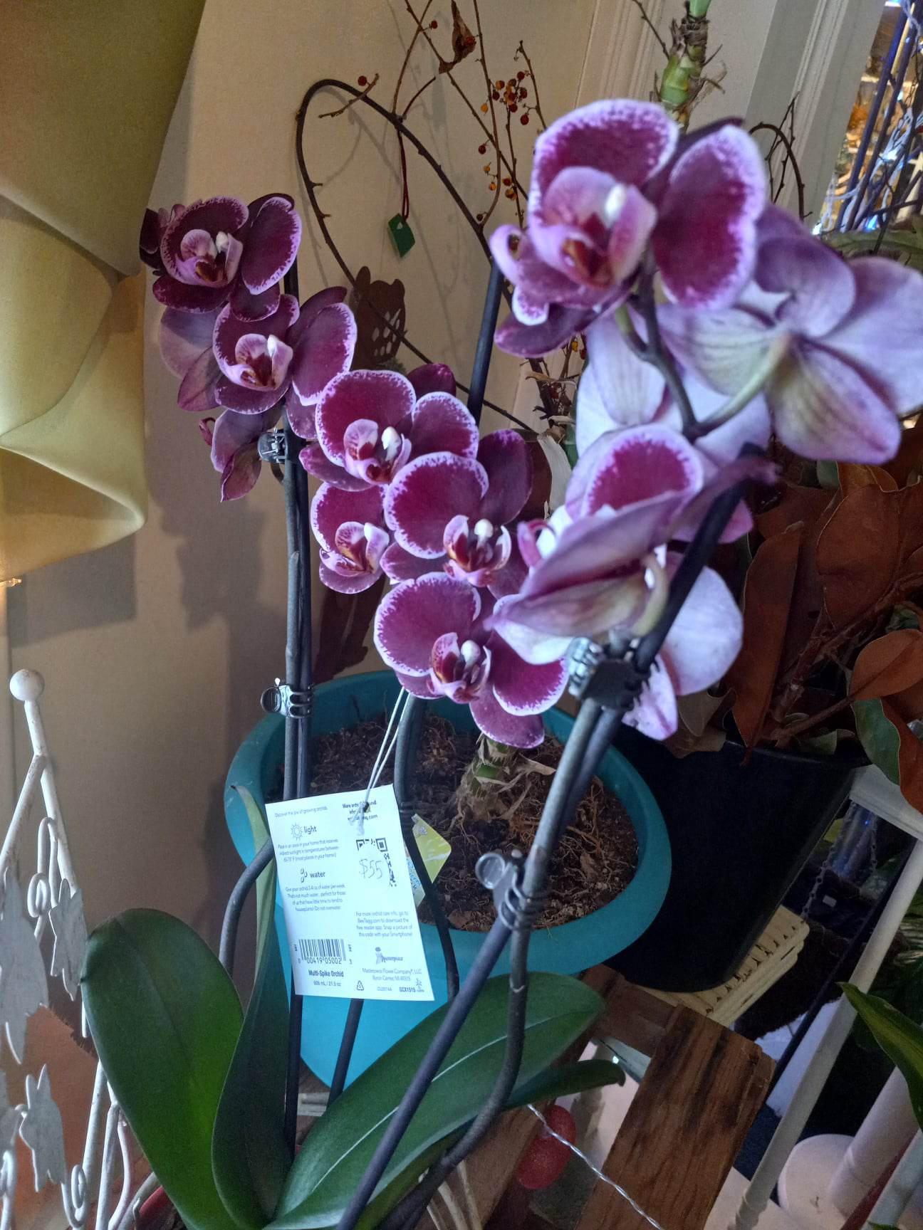 thewildiris-orchidplant-darkpurpleorchidplant-freshorchids-2023