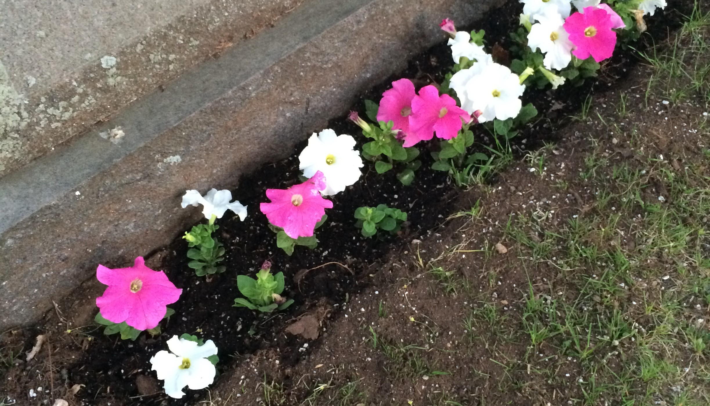 Petunias-Planted-on-Grave