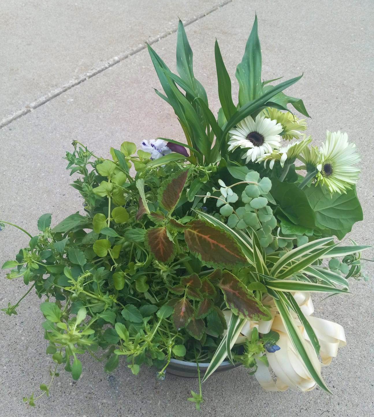 thewildiris-dishgarden-planter-mixedplants-bloomingplants-greenplants-2023